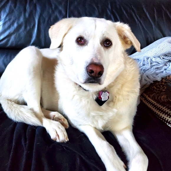 Meet your Posher, Andra - Picture 1 of 1